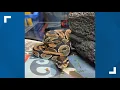 Python caught chilling on shelves at Walmart