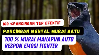 Download Pancingan Mental Murai Batu Paling Efektif, 100 % Murai Manapun Auto Respon Gacor Fighter MP3