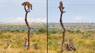 Two Jackals Trap A Wildcat on a Dead Tree