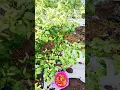 Download Lagu manen cabe rawit... #caberawit  #berkebun #berkebundirumah