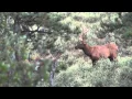 We called in 18 Bull Elk and Passed them all