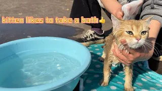 Download The kitten takes its first bath.  The cute cat didn't refuse to take a bath.  cute animal videos MP3