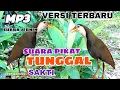 Download Lagu SUARA PIKAT BURUNG RUAK RUAK TUNGGAL SUPER AMPUH TERBARU SUARA JERNIH