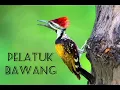 Download Lagu Masteran Pelatuk Bawang Nembak Panjang + Jeda Paling di cari .