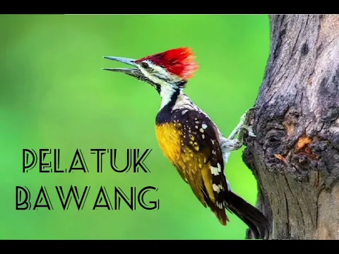 Download MP3 Masteran Pelatuk Bawang Nembak Panjang + Jeda Paling di cari .
