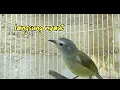 Download Lagu Suara opior jawa betina untuk pancingan burung opior macet bunyi biar gacor
