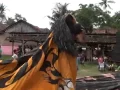 Download Lagu singomanis ...barongan live in kumpulrejo