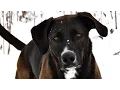 Weimaraner Lab Mix or Labmaraner - Playing In Snow