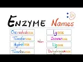 Enzymes Names Classes - What do they mean Enzyme Classifications