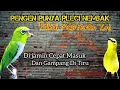 Download Lagu Masteran pleci nembak mewah wit wit nobita, sangat Bagus untuk masteran semua jenis Pleci
