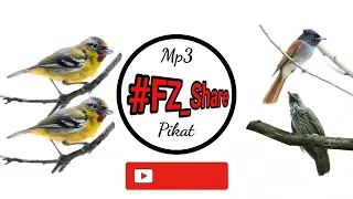 mp3 pikat kombinasi ciu kunyit u0026 tali poci