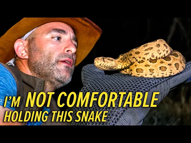 Video: This Snake Kills 25,000 People a Year!