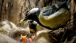 The Cleverest Bird in the Forest
