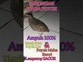 Download Lagu Suara Puyuh Betina, Ampuh 100% Langsung Gacor.