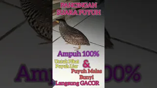 suara puyuh betina ampuh 100 langsung gacor 