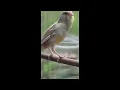Download Lagu KENARI ISIAN LOVEBIRD DAN CIBLEK NGEBREN - MASTERAN BURUNG