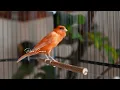 Lagu Raro canto canário. muito bom para o seu mestre canário  HD  - Rare Canário