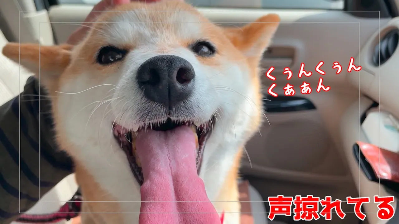 ペットホテル2泊で寂しすぎて泣き叫ぶのが止まらない柴犬