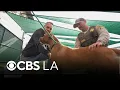 Eaton Fire survivor special dog adoption event
