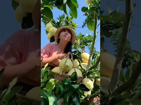 Enjoy beautiful nature with rural life 419# MP Fresh #fruit #countrylife #farming #garden