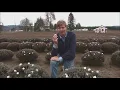 Marshmallow farming the fields of Puyallup - KING 5 Evening