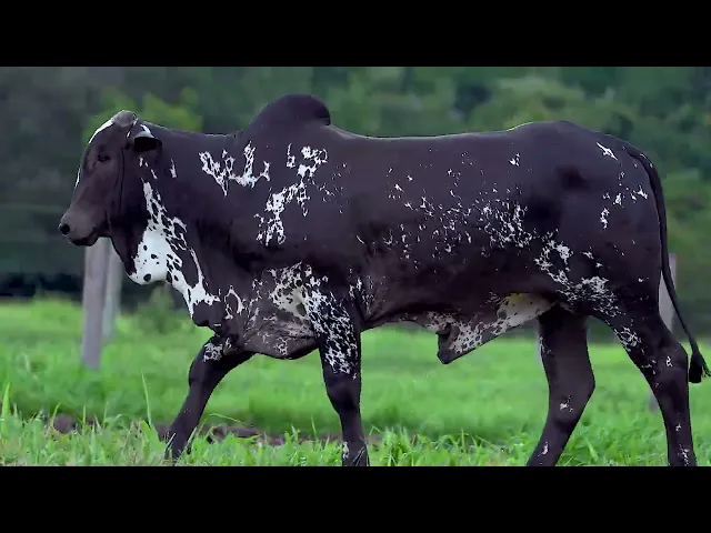 Garrote Nelore MLR - 308