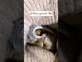 Download Lagu Cute Baby squirrel #short #shorts #baby #squirrel