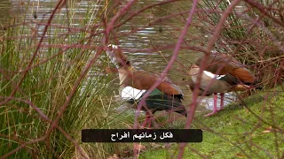 وا رحمة للعاشقين   علي عسكر دندنها