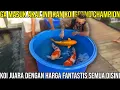 Download Lagu GA MASUK AKAL INI IKAN KOI GRAND CHAMPION KOI JUARA DENGAN HARGA FANTASTIS SEMUA DISINI