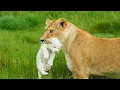 Download Lagu Lioness Abandons Her White Cub for Looking Different – You Won't Believe What Happens Next