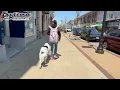 Ranger 1 Year Old Great Mix Best Dog Trainer Cleveland Distraction Training