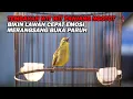 PANCINGAN PLECI NEMBAK WIT WIT PANJANG NGOTOT, BIKIN LAWAN IKUT NEMBAK  EMOSI DAN CEPAT BUKA PARUH