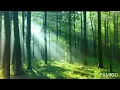 Download Lagu musik relaksasi ( suara kicauan burung)- membantu tidur lebih lelap, menenangkan pikiran, stress