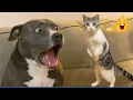 Download Lagu Super Funny Animal Videos 😹🐶 You Will Die Laughing Because Of These Dogs And Cats🐾