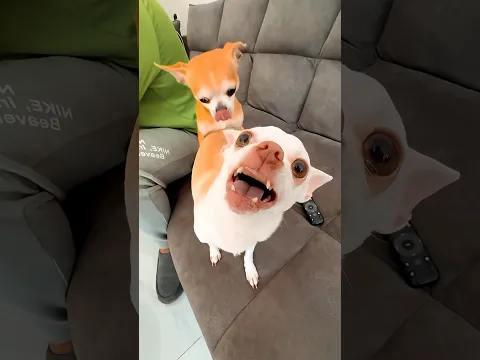 The Kuchi Kuchi π€£π€£ Angry chihuahua vs french bulldog