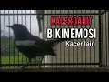 Download Lagu Kacer dahit gacor full ngerol COCOK UNTUK MANCING KACER LAIN CEPAT BUNYI
