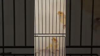 المغرب كناري المغرب الجزائر ادعمنا بالإشتراك وتفعيل زر الجرس البادجي 