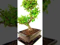 Download Lagu Money Plant Bonsai: A Stunning Indoor Jade Bonsai Tree - 18 years #bonsai #bonsaitree #moneytree