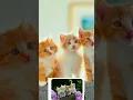 Download Lagu cat ringtone 🥰😂