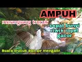 Download Lagu Terapi trucuk macet bunyi agar rajin riwik ropel gacor