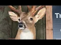 Georgia hunters use hobby to feed their hungry neighbors