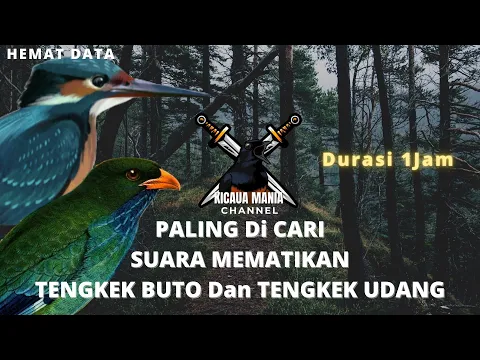 Download MP3 SUARA MEMATIKAN!! Masteran Tengkek Buto Vs Tengkek Udang || Kicau Mania Channel