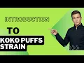 Introduction to Koko puffs - strain itscbdbro151 fancbd Den1 EndocaCBD