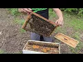 🔵Queen Rearing for Beginners Part 3. Queen cells!