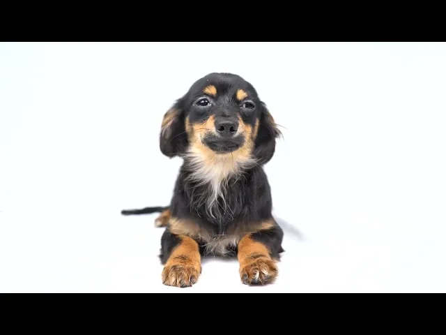 動画