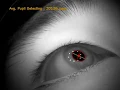 VisualCamp The World Fastest Eye Tracking Algorithm