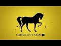 Dancing Horse Competition | Category: Iberos