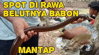 Download Mancing Di Rawa kelapa sawit Memang Mantap Belut Babon mudah Di temukan  #mancing MP3