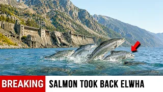 Washington Tore Down 2 Dams on the Elwha What the Salmon Did Next Was Unbelievable
