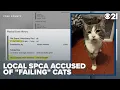 Local SPCA facing backlash over how they treat cats